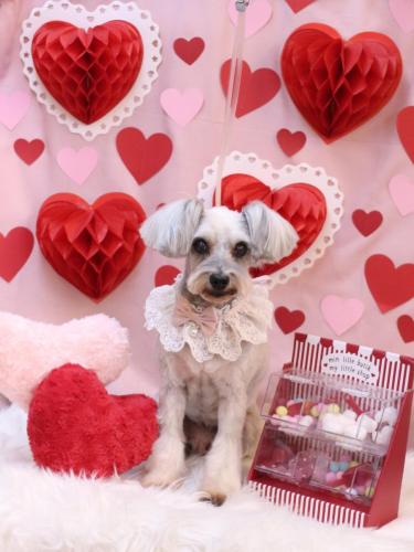 20240228ここちゃん